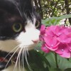 栗子だより🌰５歳です🙀