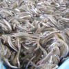 【DoChubu掲載】〈おさかなブログ〉愛知の魚「コウナゴ」（碧南魚市場）