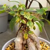 【観葉植物】久しぶりにガジュマルの話をしよう