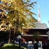 「増上寺」横の「芝公園」で紅葉見物！！（１）