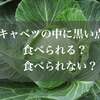 キャベツの黒い斑点、点々はカビ？原因は？食べれる？対策法と意外と知らない鮮度を保つテク