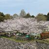 大和郡山城に登って、お花見をしてきました