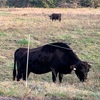 岡山県新庄村で放牧