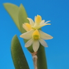 Dockrillia rigida f. alba`K-1&#039;