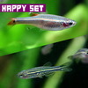 (熱帯魚 生体)【バリューセット】ゼブラダニオ・レオパードダニオ ミックス S (約1cm) (15匹)+ アカヒレS(約1-1.5cm)(20匹)【水槽/熱帯魚/観賞魚/飼育】【生体】【通販/販売】【アクアリウム/あくありうむ】