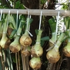 家庭菜園（23-20）玉葱の吊るし保存