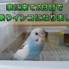 2日目で手乗りインコになりました