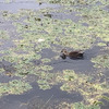 浮き草の間を泳ぐ 一羽の鴨20251025