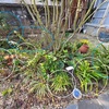 春に施肥をする植物って、どのくらいあるんだろう？【樹木・草花の施肥一覧表】