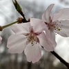 （紹介：植物）新宿中央公園で見かけた高遠小彼岸桜を紹介します