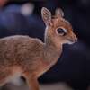 イギリスのチェスター動物園にいるキルクディクディクの赤ちゃん