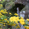 【鎌倉いいね】鎌倉で春の花を楽しむ（海蔵寺）