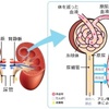 高齢者サポート医療プロジェクト その8 腎臓について