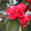 真っ赤な椿南蛮紅と黄色