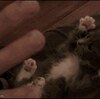 子猫と遊んでいる動画がかわいすぎて死にそう【猫画像まとめ】