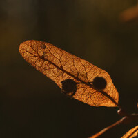 幻のマクロレンズ Elicarに出会った | SpaceFlier