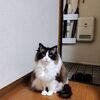 ねここさん、14歳になる。