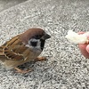 可愛い子たちと朝ご飯「雀に手から餌をあげる」