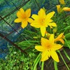 気になる監察、警察、検察の最高幹部の不祥事や犯罪は何を意味しているのか！