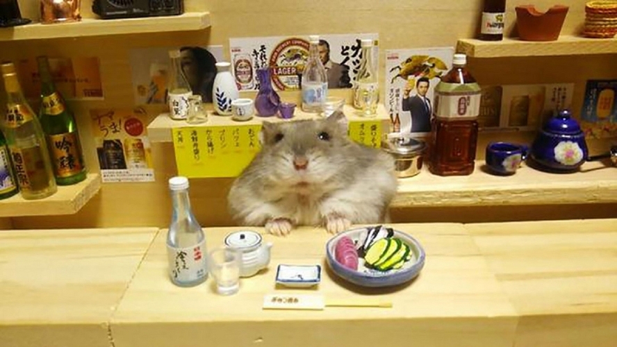 【小型動物 Small Animals】可愛いのから危險なのまで