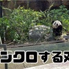 成長めでたい！　上野双子パンダ