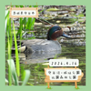 守谷沼・城址公園・北園森林公園（守谷市）｜コガモ、モズのペアなど 【4月】