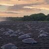 コスタリカのビーチに無数のウミガメ、出産のために集まった姿が圧巻【動画】