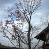 桜咲く！！