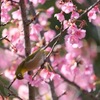 春が来ました・・メジロも・・で、マルちゃんは・・