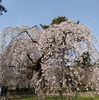 京都　お花見デート🌸