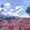 安曇野〜大町〜白馬の桜スポットをローカルが紹介するよ！（信州・長野県のお花見情報2025年最新）
