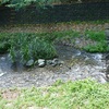 武蔵小金井 野川と湧水めぐり3（鞍尾根橋～花と緑の小径）
