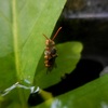 溺れた蜂　&　アジサイの葉にテントウムシの幼虫