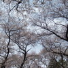 桜の木の下には肢体／地声で・16