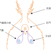 肛門周囲掻痒症