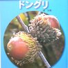 595「ドングリ」～これを熟読して頭に入れることができたら立派なドングリ博士！