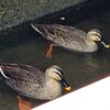 鞍月用水の鞍と月（鴨）
