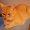 飼い猫トムさんの一周忌