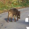 交流登山「渋峠〜芳ヶ平〜草津」