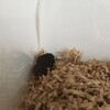 くろごまあん538日目