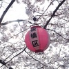 板橋区の桜のこと。