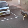 会社の駐車場では、今日１日乗っていた