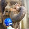 『ボルネオ象のふくちゃん』　福山市立動物園 EOS6D ＋　EF70-200mmF4L IS USM 