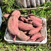 三連休の自然農アドベンチャー！