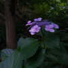 少し早かった紫陽花