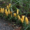 春分の日。「木の芽起こし」の雨が降り続きました。