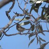 ニシキリハシミツスイ(Western Spinebill)