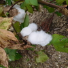 万葉植物園の綿の実（１１月上旬）
