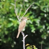 初夏の野鳥達＿オオヨシキリなど