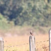 ビンズイ Olive-backed Pipit